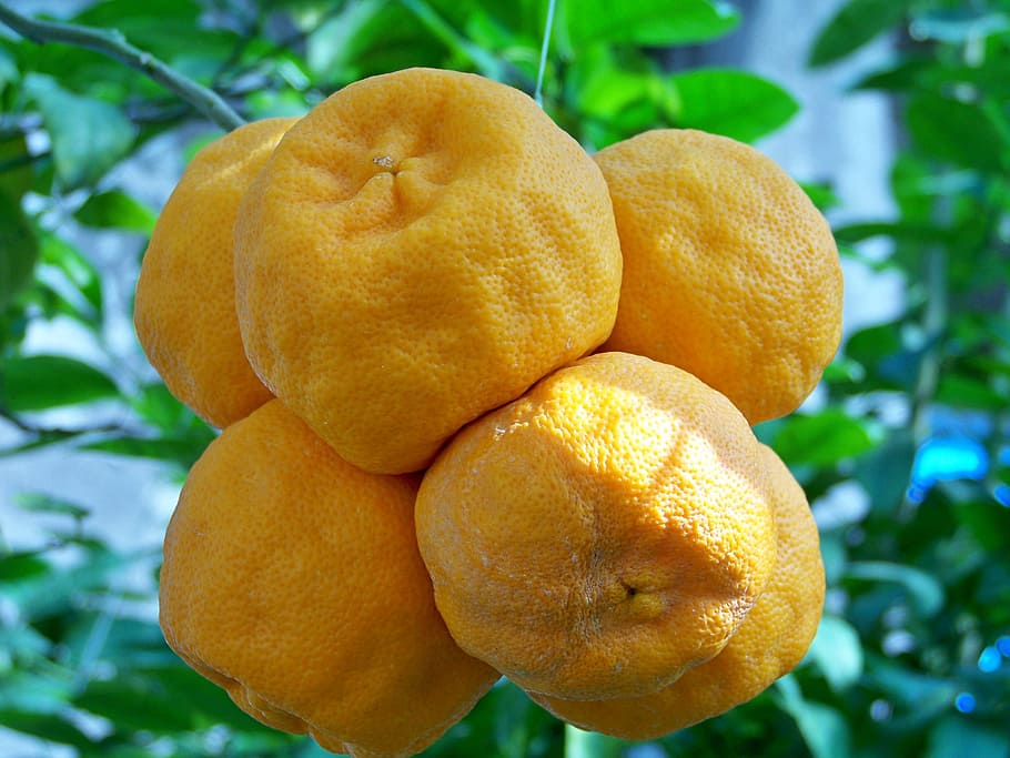 oranges, fruit, southern fruits, tropical fruit, orange, food, food and drink, healthy eating, freshness, close-up
