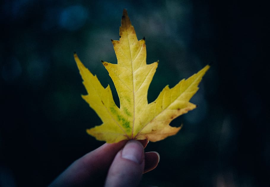 person, holding, maple leaf, shallow, focus, photography, green, leaf, yellow, nature