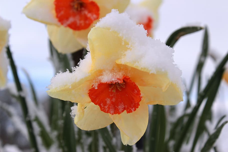 bloomed, red, yellow, petaled flowers, covered, snow, narcissus, blossom, bloom, daffodil