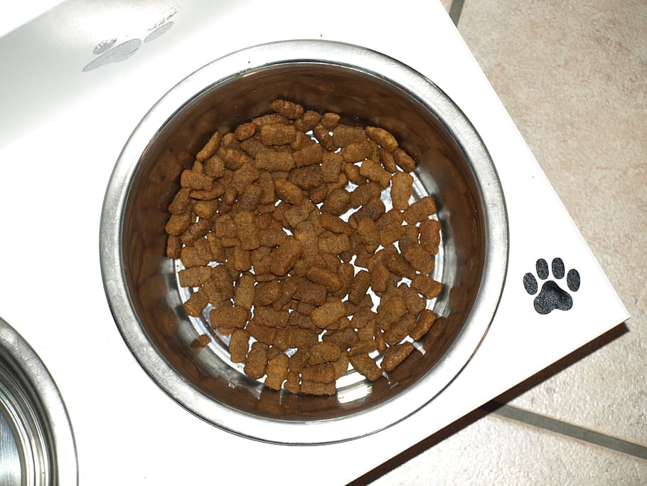 dog food, bowl, placed, table, dog bowl, eat, food, dried fodder, food and drink, sweet food