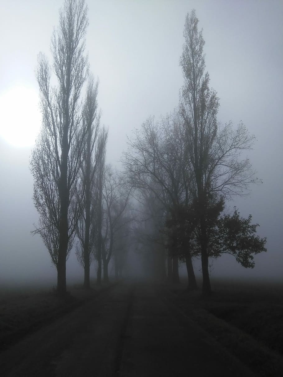 empty, pavement, tall, trees, fogs, path, nature, fog, black and white, czech republic