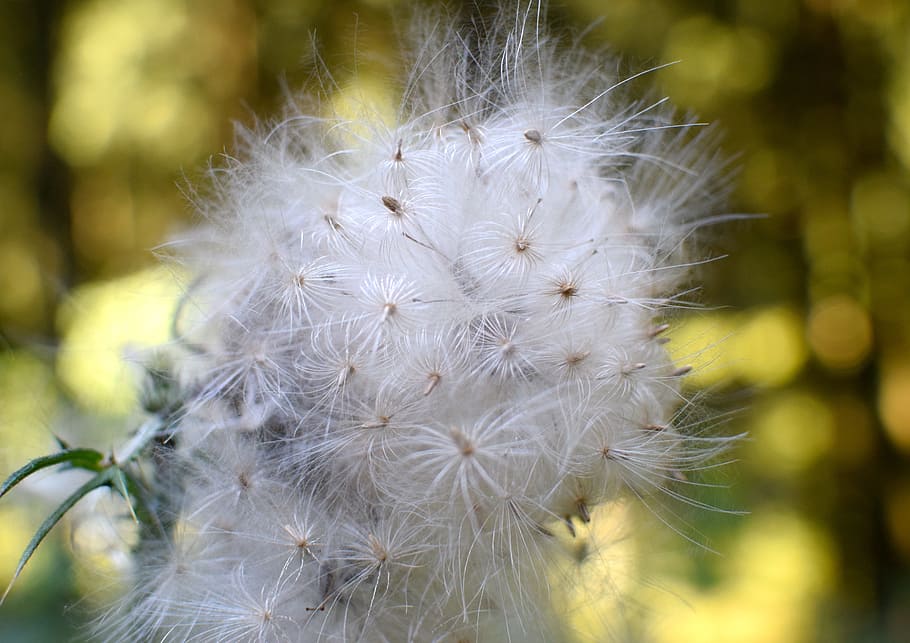 seeds, flying seeds, pointed flower, close, nature, faded, plant, macro, multiplication, reproduction