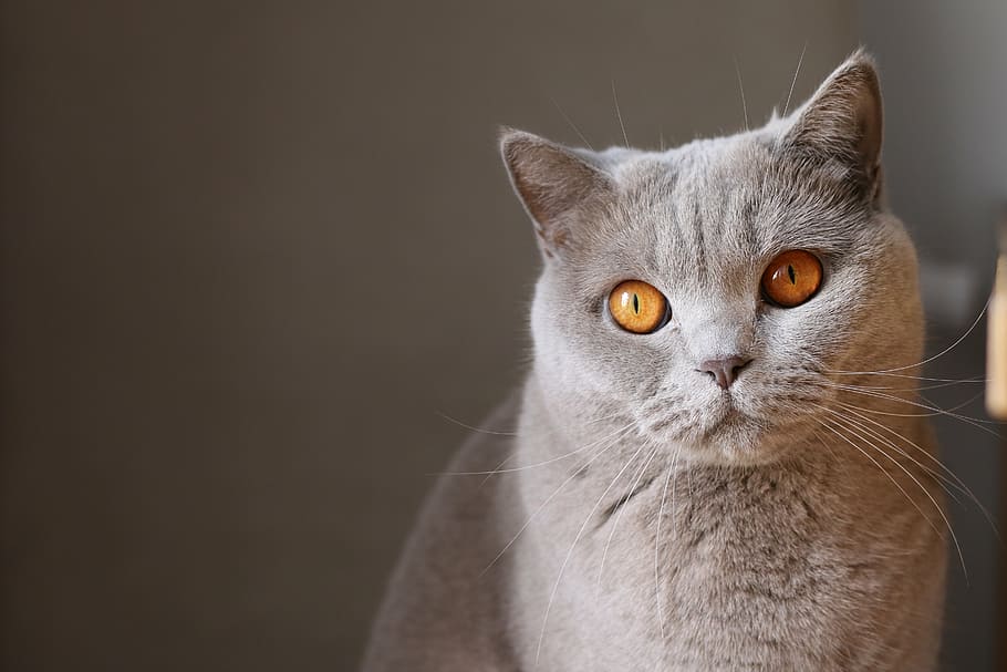 gray cat, shallow, focus, photograph, gray, short, coated, cat, animals, feline