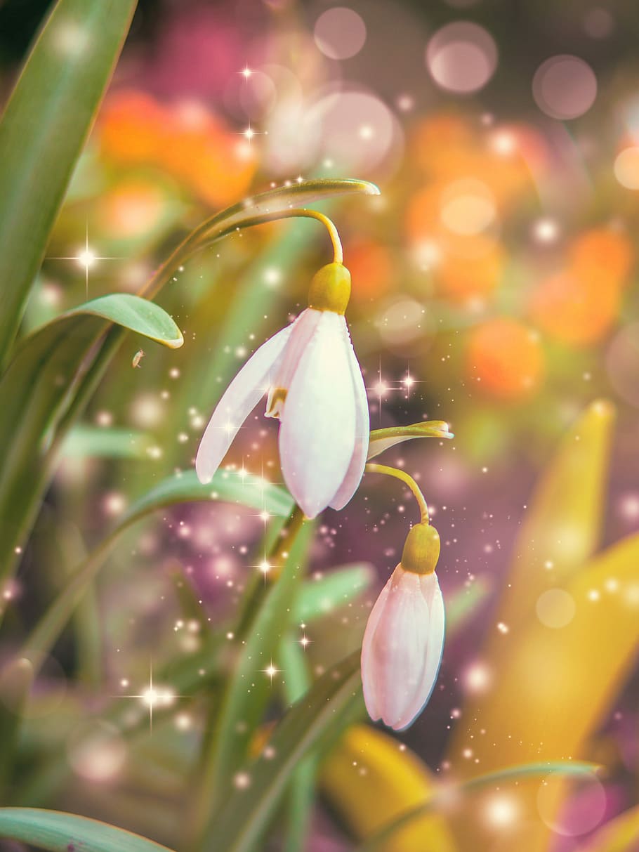 foto de primer plano, blanco, papel tapiz de flores de campanillas verdes, naturaleza, primavera, color, brillante, pascua, planta, flor