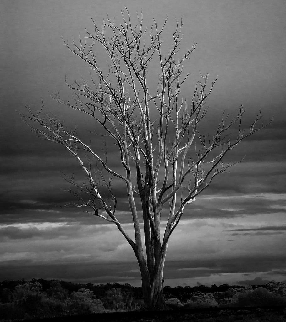 grayscale photo, tree, dead, winter, branches, limbs, autumn, fall, mono, trees