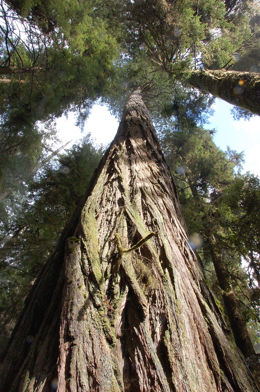 sequoias da califórnia, sequoias, árvores, floresta, bosques, árvores gigantes, árvores altas, árvore, visão de baixo ângulo, planta