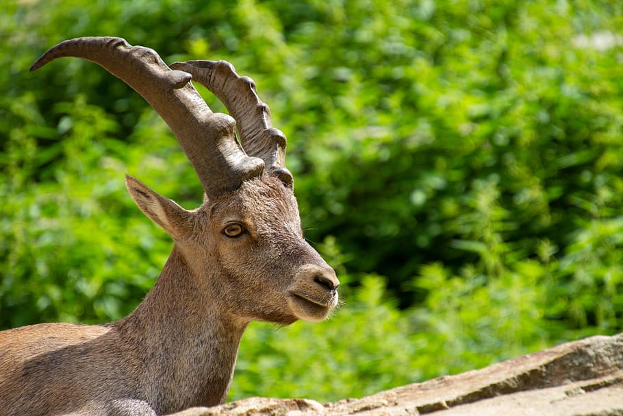alpine ibex, animal, capricorn, horns, alpine, nature, zoo, animal themes, one animal, animal wildlife
