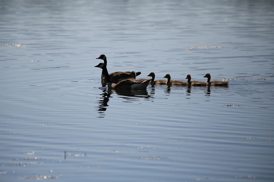 family, goose, ge, geese, nature, animal, lake, ducks, ducklings, bird