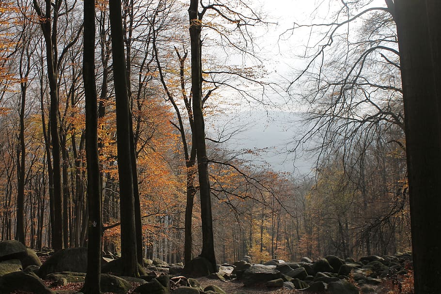 Odenwald, árbol, otoño, estado de ánimo, bosque, planta, tierra, tronco de árbol, tronco, árbol desnudo