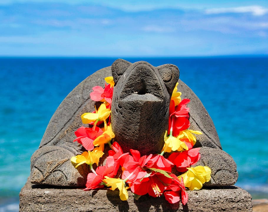 turtle, hawaii, sea, beach, ocean, coast, vacations, water, nature, flower