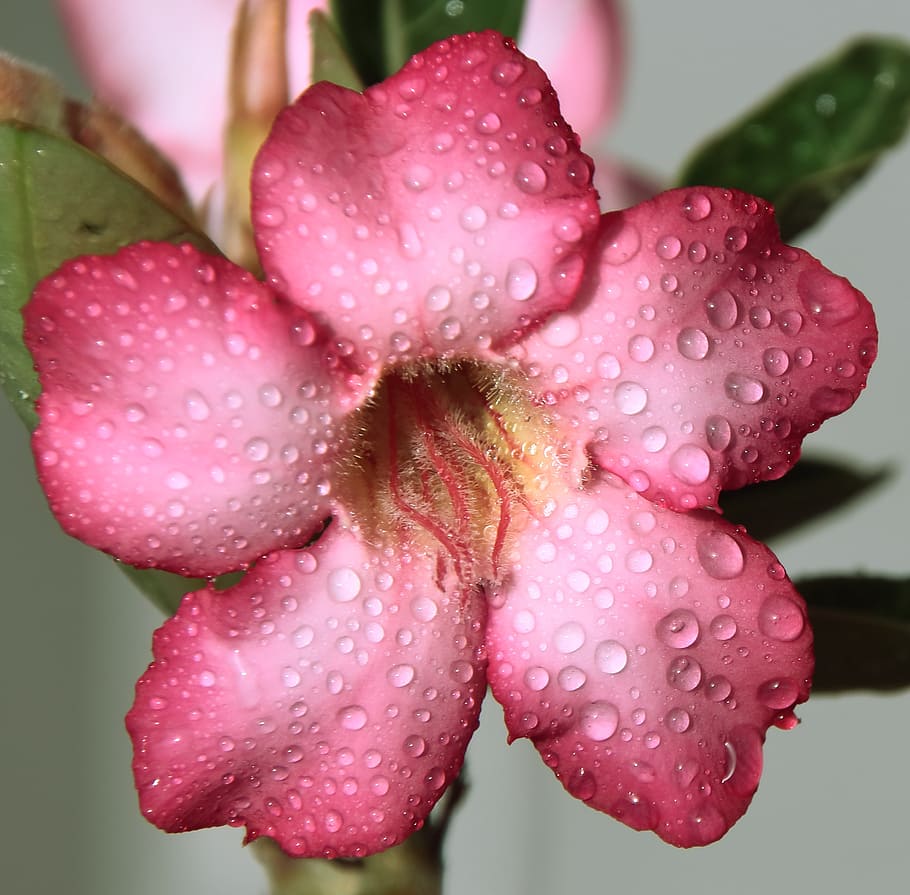selective, focus photography, pink, petaled flower, flower, drops, rain, macro, pretty, plant