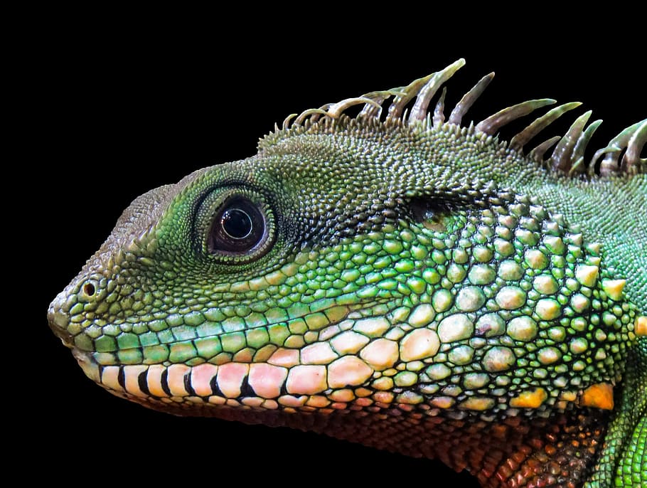 green, pink, chameleon, animal, reptile, lizard, iguana, dragon, nature, animal portrait