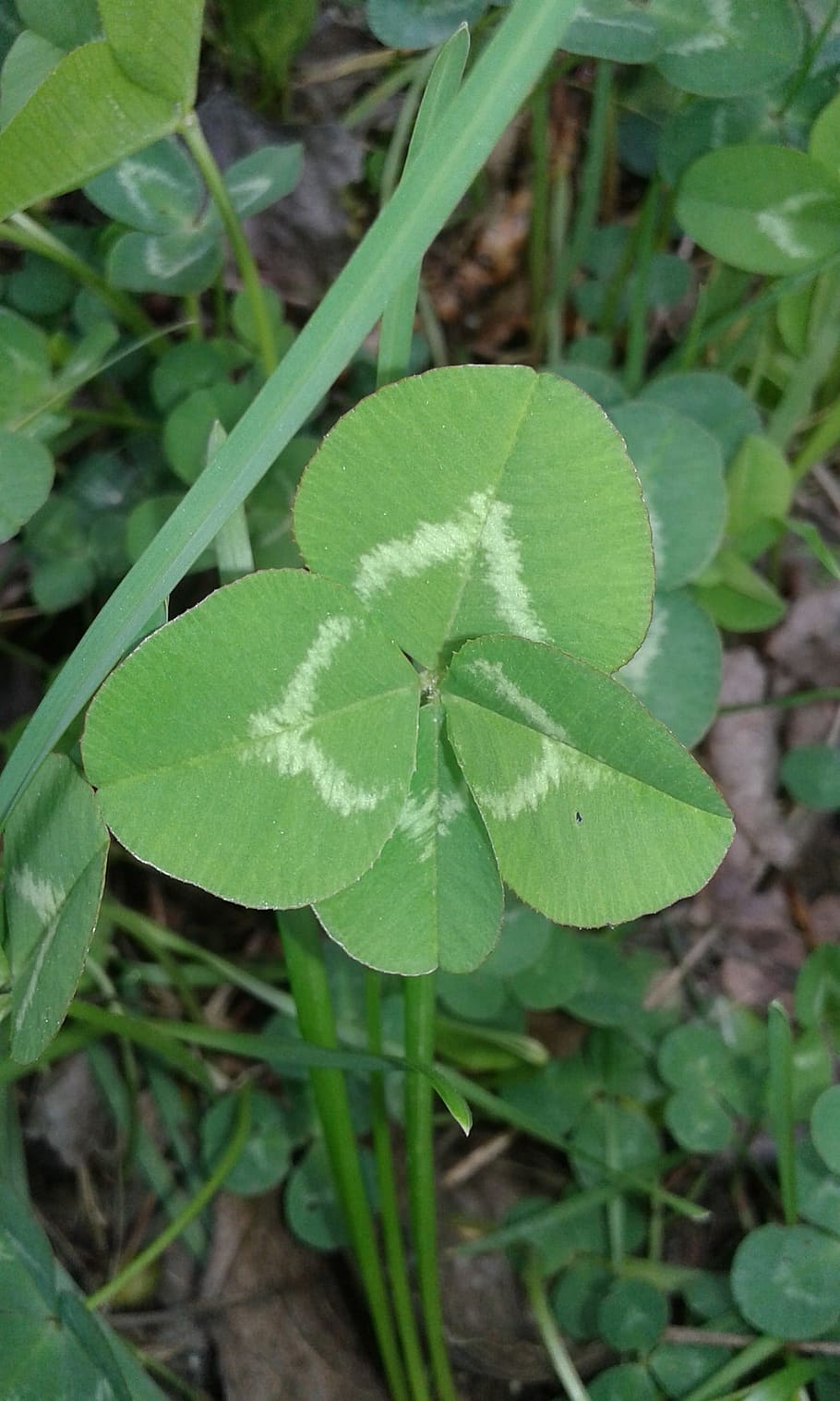 four, luck, leaf, symbol, plant, irish, patrick, day, green, nature