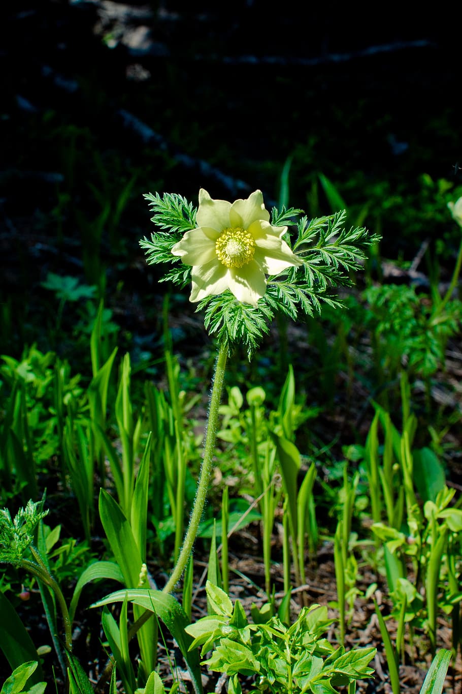 yellow pulsatilla alpina, pasqueflower, pasque flower, sulfur-anemone, yellow, ulsatilla alpina, blossom, bloom, flower, flower stalk