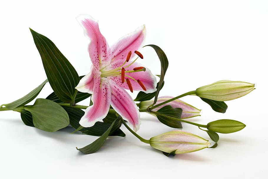 white, pink, lily flower, lily, blossom, bloom, flower, green, close, stamen