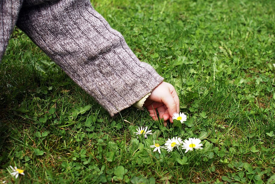 mano del niño, recoger flores, margarita, Planta, flor, planta floreciente, hierba, color verde, parte del cuerpo humano, naturaleza