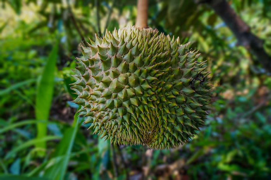 fruit, durian, tropical, exotic, malaysia, thorn, nature, plant, growth, beauty in nature