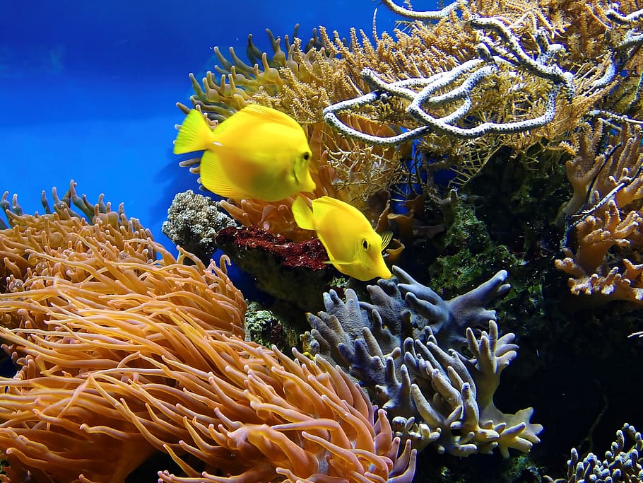two, yellow, fish, surround, coral, reefs, underwater, aquarium, water, ornamental fish