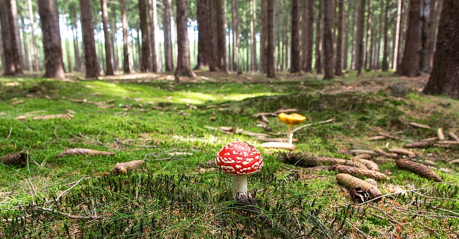 close, photography, red, mushroom, day time, fly agaric, forest, forestry, forest floor, moss