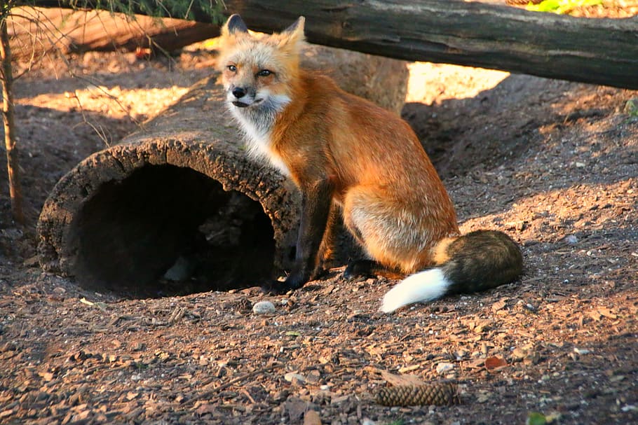 赤 キツネ 座って 茶色 地面 昼間 髪 生き物 動物 美しい Pxfuel