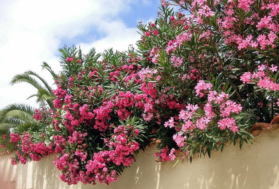 oleander, pink, flowers, blossom, bloom, mediterranean, plant, floral, nature, flower