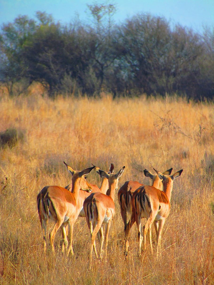 impala, berjalan kaki, afrika, mamalia, alam, liar, margasatwa, pergi, afrika selatan, safari