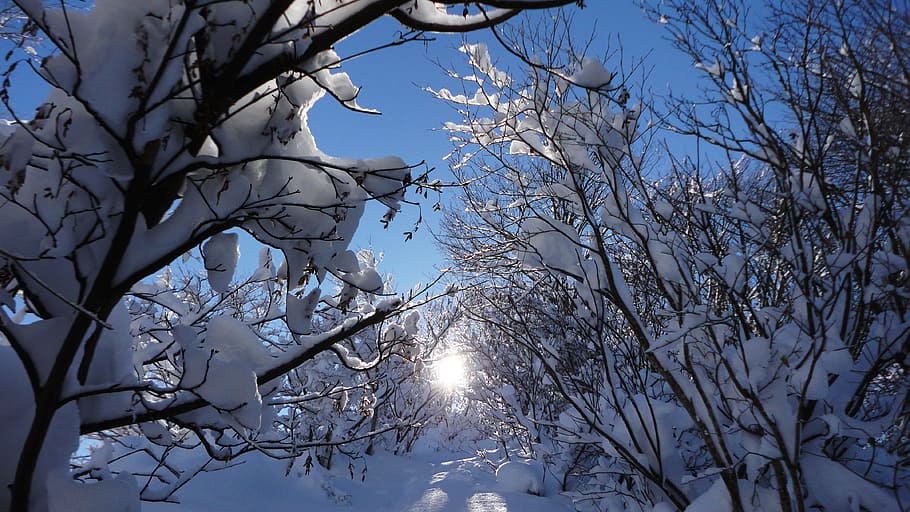 sun, snow, sunbeams, winter, woods, mountain, sunshine, road, cold, bright