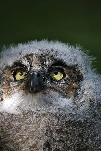 What Noise Do Baby Owls Make At Night