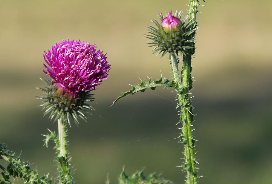 cardo, planta, espigas, naturaleza, flor de cardo, planta silvestre, violeta,  Flor, planta floreciente, frescura | Pxfuel