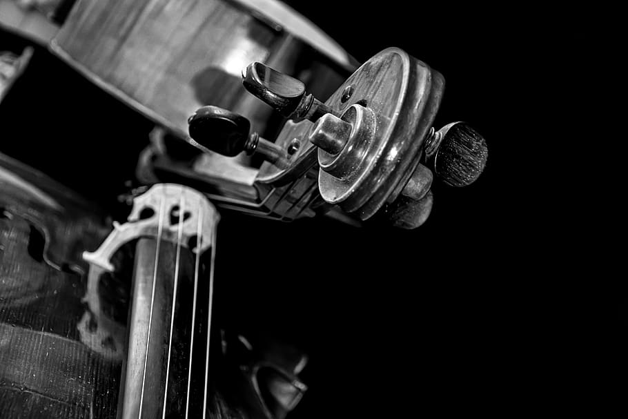 strings, curl, music, sound, symphony, orchestra, melody, neck, bridge, classical