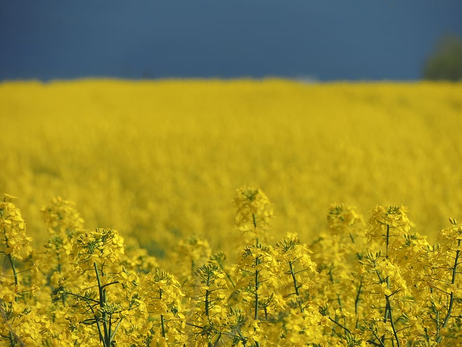 rape, yellow, blue, the sky, flower, nature, field, colza, gold, blooming flowers