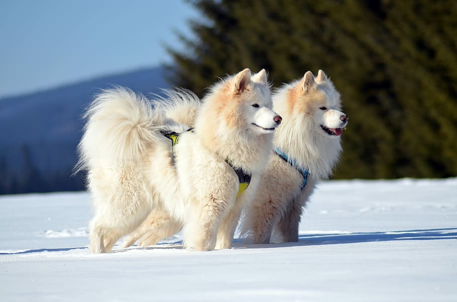 samoiedo, cachorro, cão de trenó, animal, animal de estimação, branco, de raça pura, estilo cachorrinho, cão da neve, neve