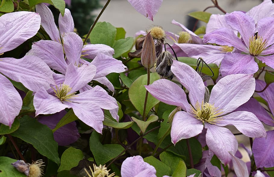 クレマチス 花 つる 植物 庭 自然 薄紫 ピンク紫 カラフル 開花植物 Pxfuel
