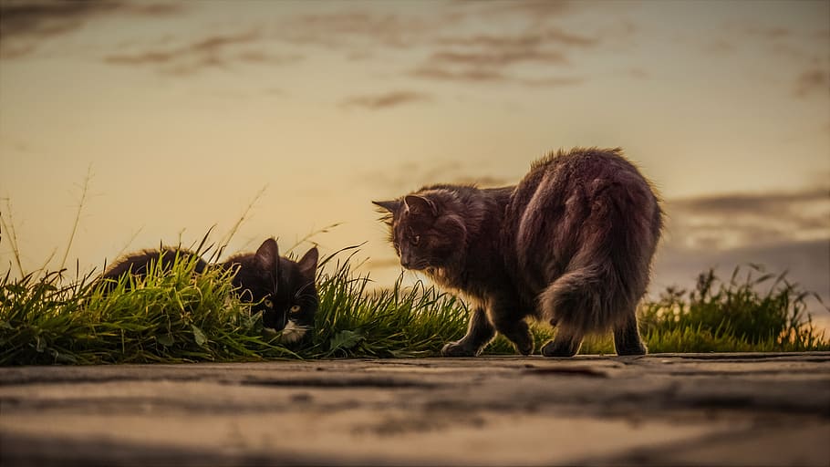 selective, focus photography, two, cats, green, grass field, stray, sunset, nature, outdoors