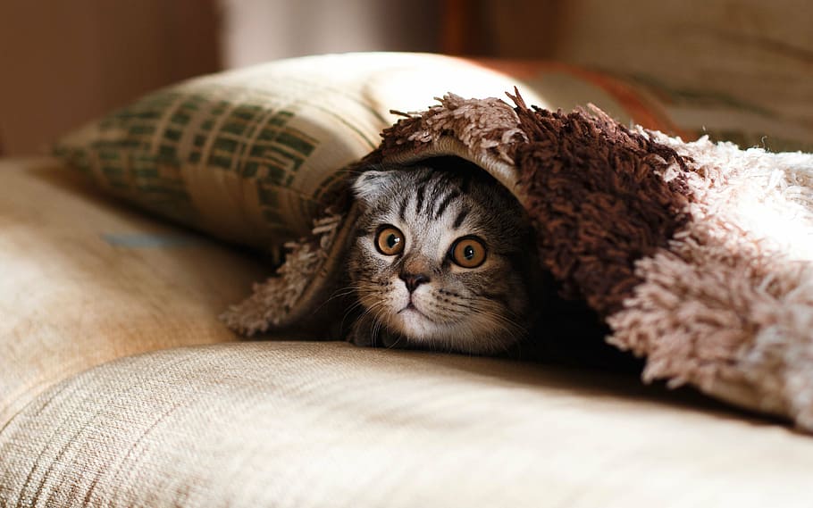 猫, 隠れ, 毛布, ベッド, 枕, ケース, 動物, ペット, 快適, 飼い猫屋内で