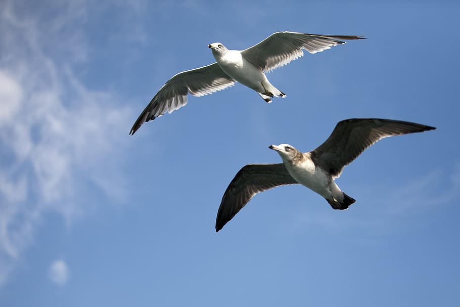 カモメ, 海鳥, 新しい, 鳥, 海のカモメ, 飛行, 飛んでいるカモメ, 翼, 現時点では, 飛ぶ