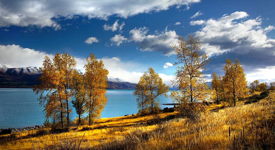 秋, ニュージーランドのプカキ湖, 昼間は茶色の葉の木, 植物, 木, 水, 空, 静けさ, 静かな情景, 風景-自然