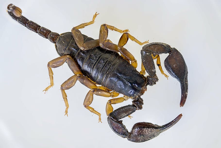 black, scorpion, white, surface, scorpio, black scorpion, e flavicaudis, arthropod, arachnid, european