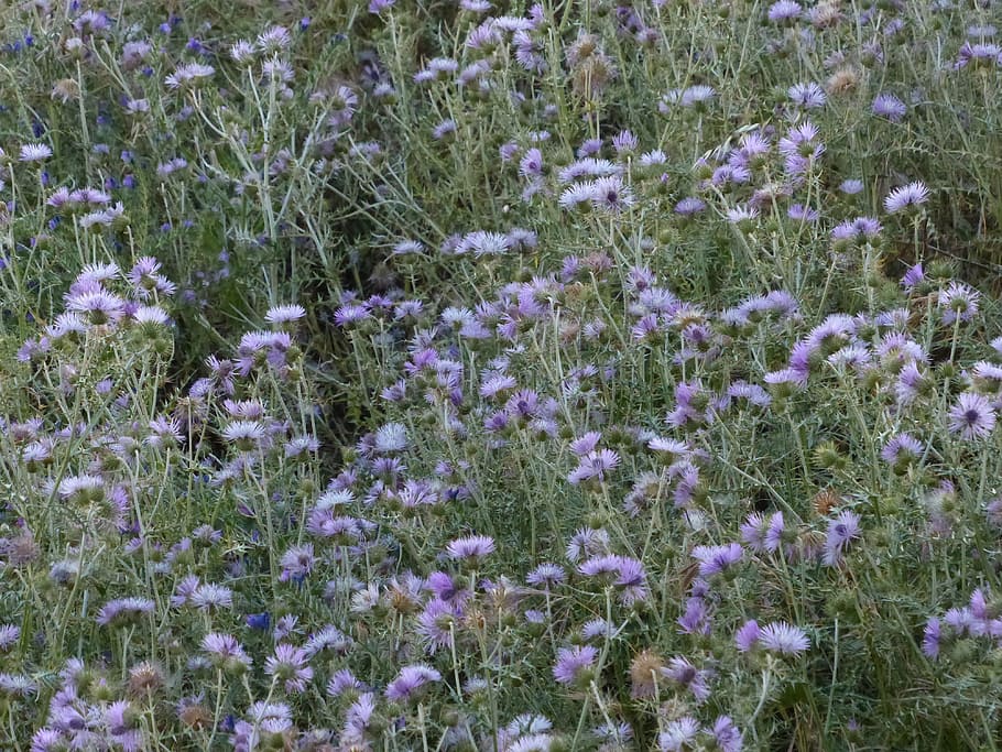 Robar, cardo, flor, floración, robar-cardo, violeta, púrpura, carduus clavulatus, planta, naturaleza