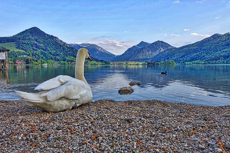 swan, lakeside, mountains, view, nature, lake, water, landscape, cygnus, tranquil