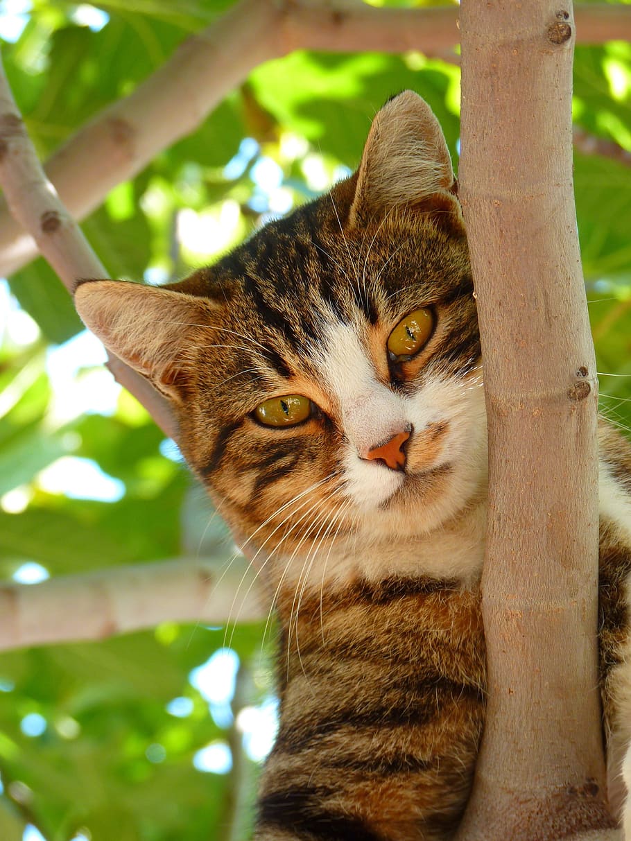 gato atigrado marrón, gato, dulce, subir, árbol, animal, querido, juguetón, felis silvestris catus, gato doméstico