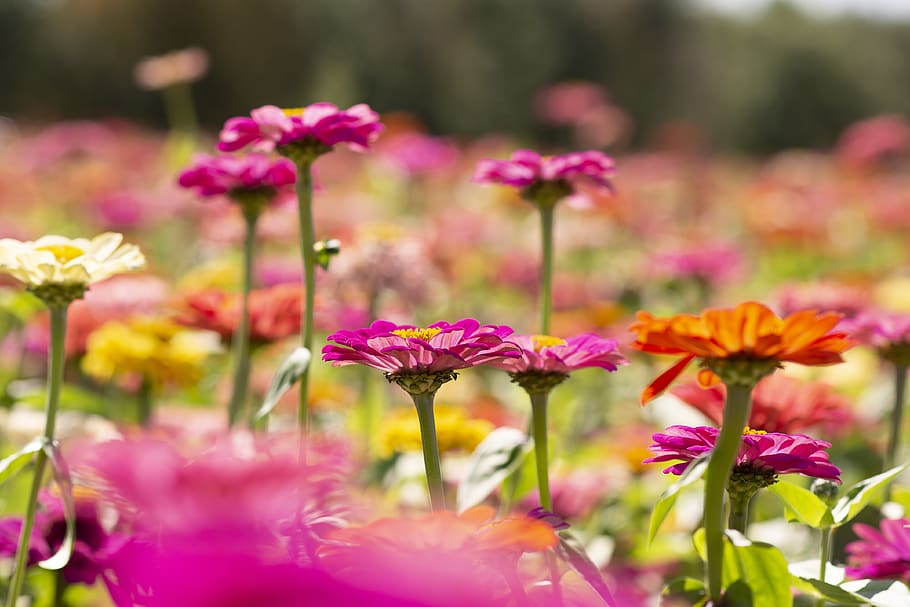 zinnias, zinnia, flower field, colorful, pink flowers, floral, wildflower, nature, pink, field