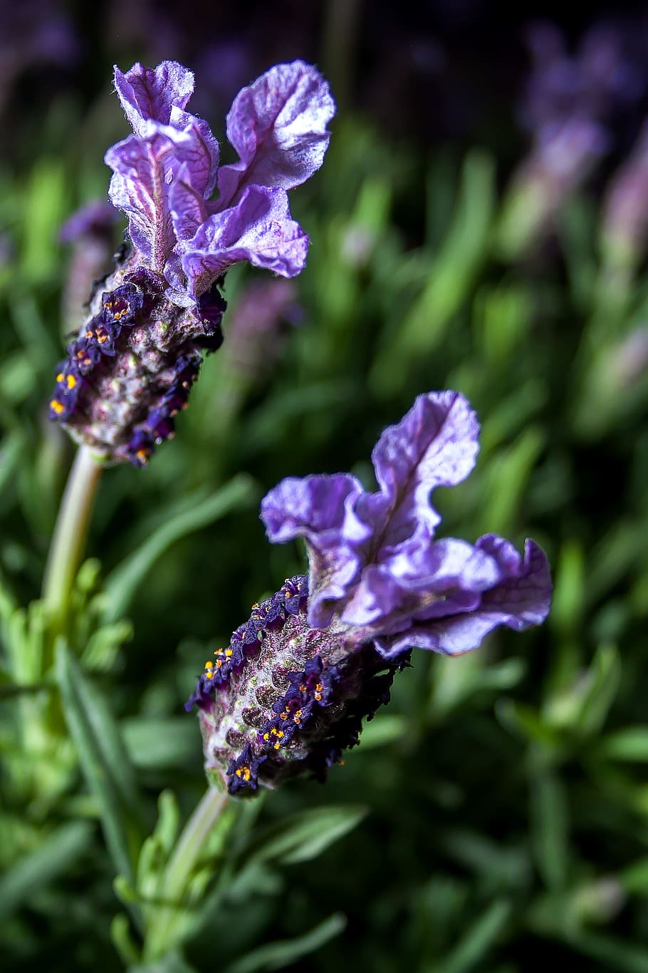 lavender, herbs, nature, purple, blossom, bloom, plant, violet, fragrant, garden