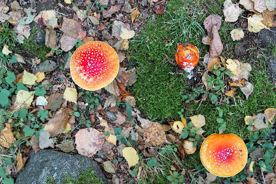 fly agaric, gift, toxic, mushroom, red, autumn, forest, nature, red fly agaric mushroom, spotted