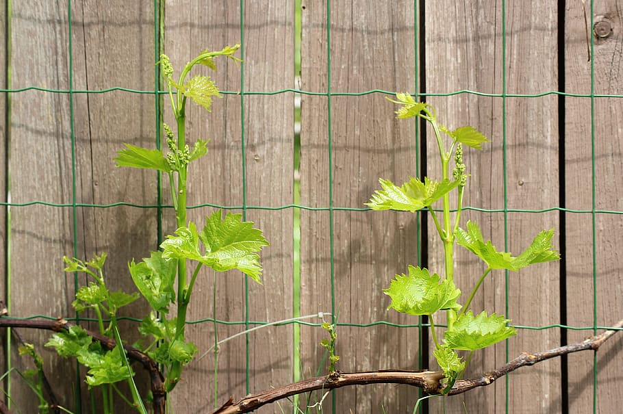 grapes, young shoots, the kernel, plant, nature, leaf, creeper, the fence, green color, growth