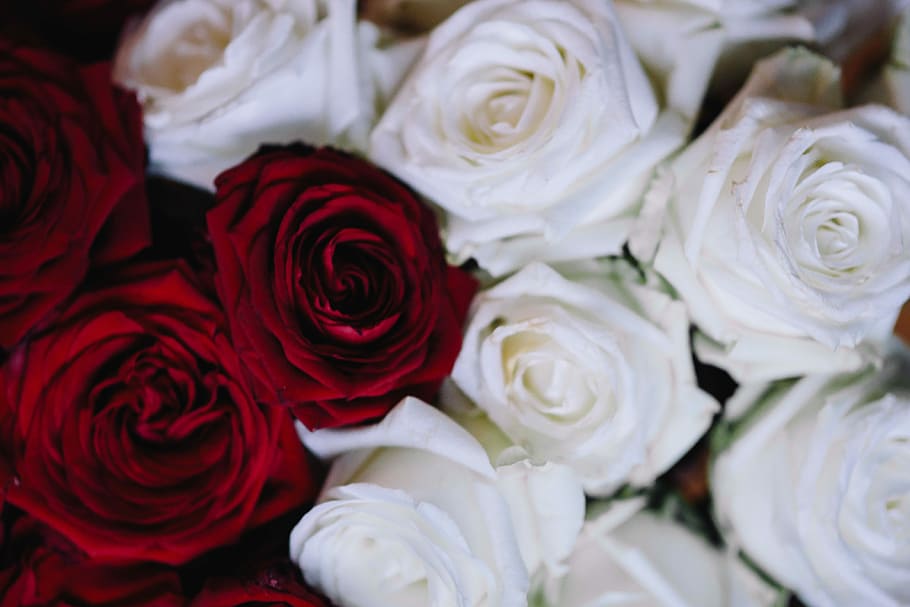 vermelho, buquê de rosas, branco, rosas vermelhas, buquê, flor, flores, rosa, rosas, flora