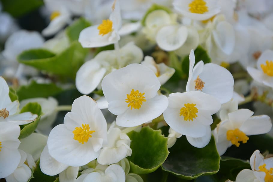 花 白 自然 緑 黄色 白い花 夏の花 庭 鮮 度 もろさ Pxfuel