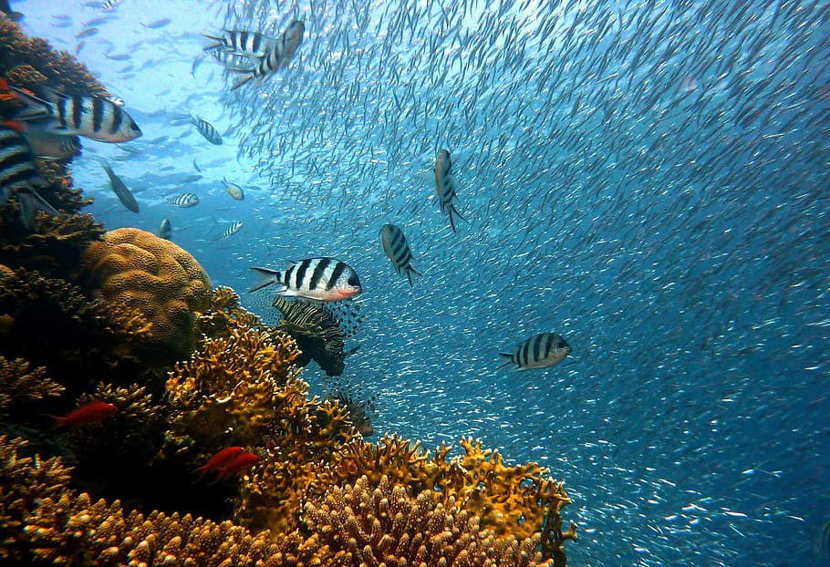 bajo el agua, fotografía, cardumen, peces, buceo, agua, mundo submarino, mar, coral, arrecife