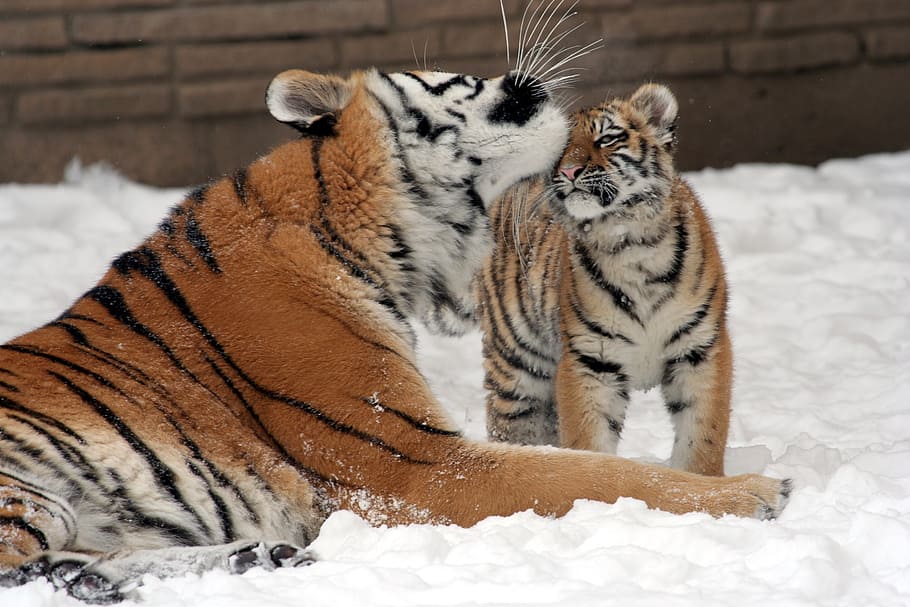 harimau, menjilati, kepala bayi, dikelilingi, salju, ibu, anak, kucing besar, predator, margasatwa