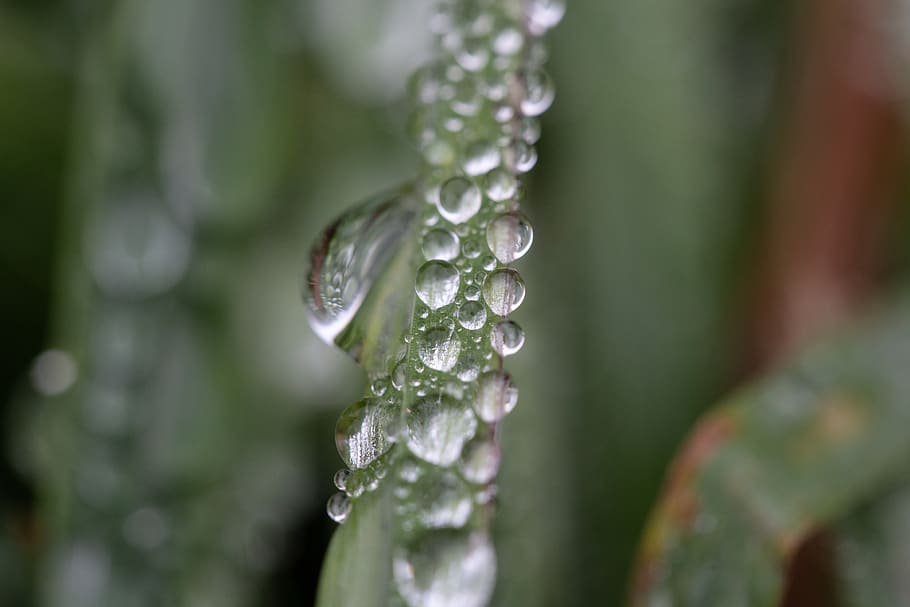 grass, dew, rain, wet, droplet, nature, outdoors, environment, green, plant